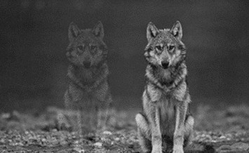 Come controllare la rabbia: la storia dei 2 lupi…